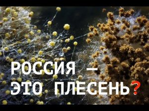 hqdefaul-42